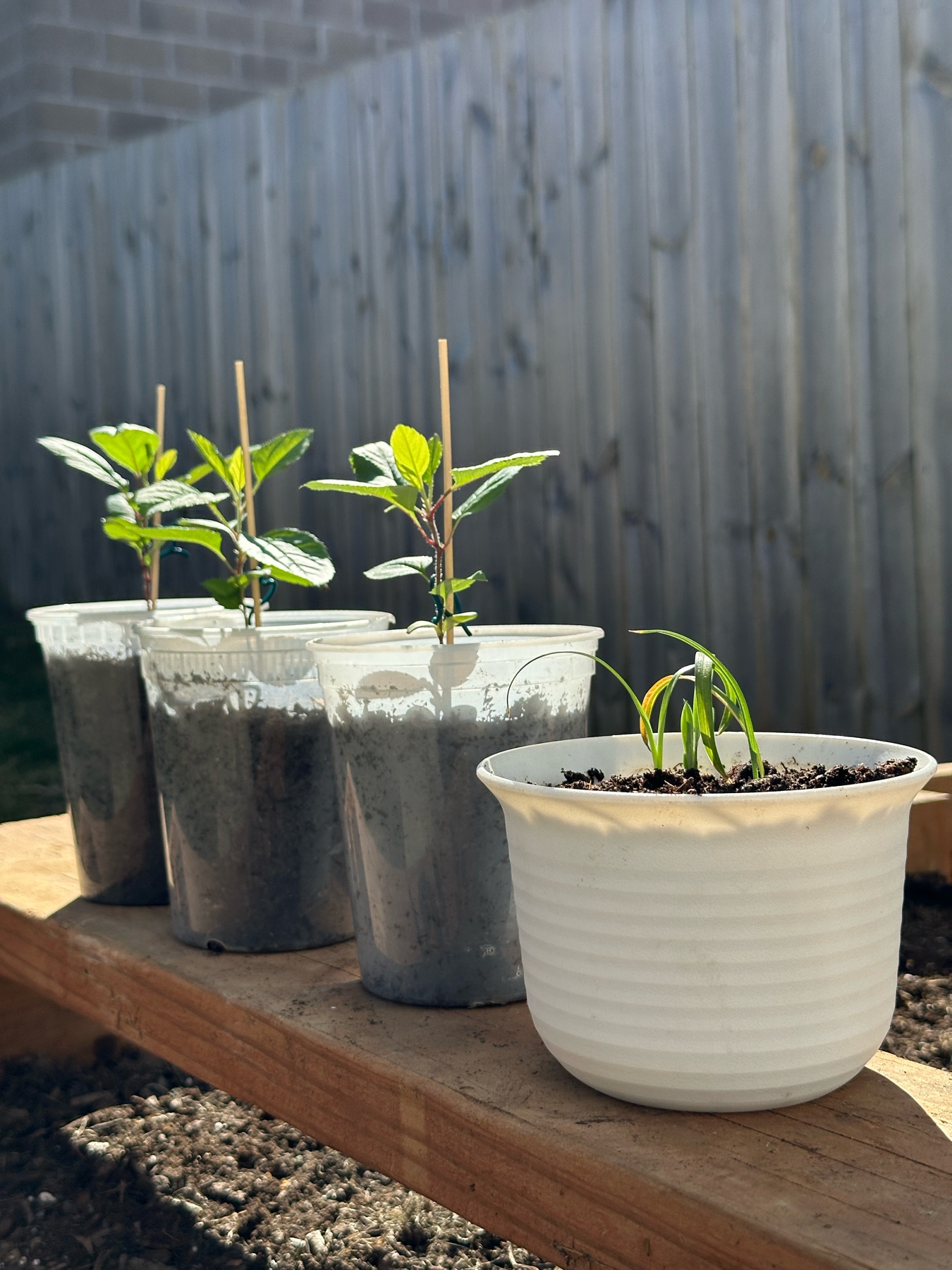 Three small apple tree seedlings in pots, with one set of potted lilies in front